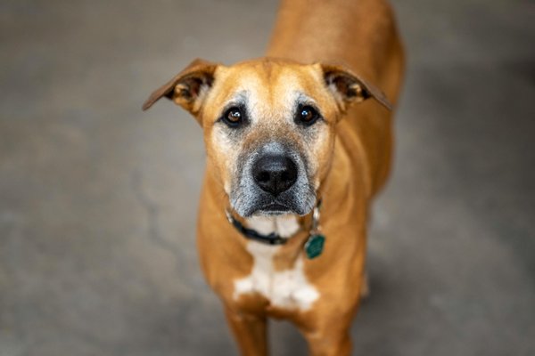 La communication complexe des éléphants à l'aide d'infrasons