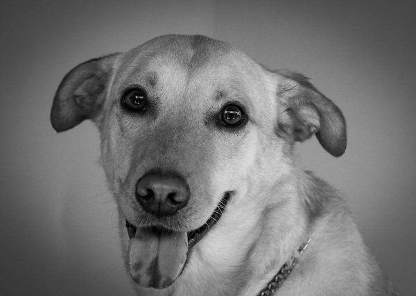 Les flamants roses : des oiseaux roses emblématiques des lagunes