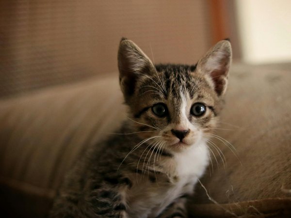 Découverte du parc zoologique de paris et ses espèces