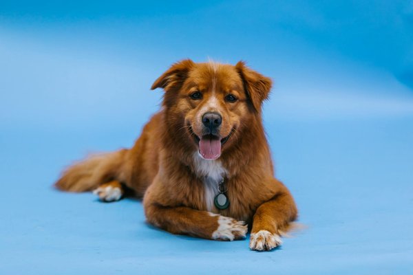 Cibo naturale per cani : guide complète pour une alimentation saine