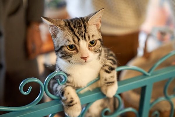 Conseils pour l'adoption d'un chat : Ce qu'il faut savoir