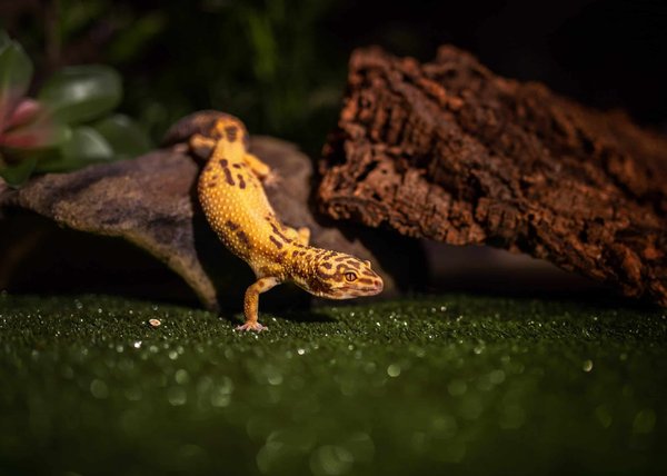 Créer l'habitat idéal pour vos reptiles à la maison
