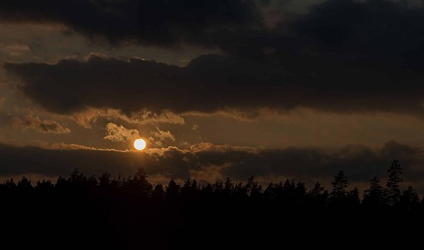 Les chauves-souris vampires : des buveuses de sang nocturnes