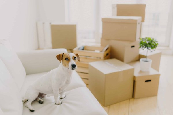 Comment assurer un bon équilibre thermique pour un reptile domestique ?