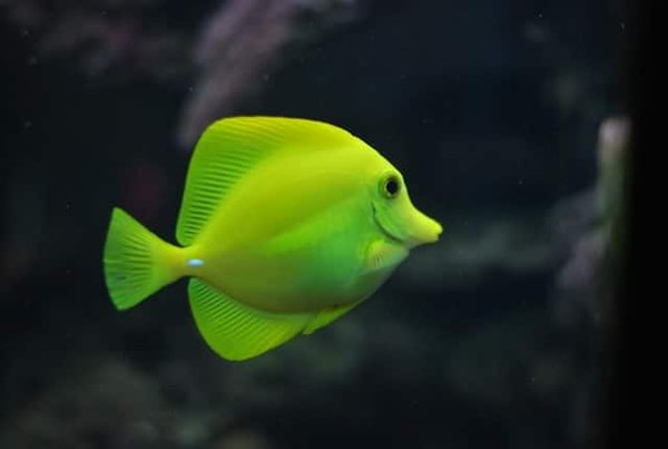 Quelles sont les bonnes pratiques pour l'élevage de poissons exotiques en aquarium ?