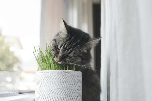 Herbe à chat : un complément pour apaiser et stimuler votre compagnon