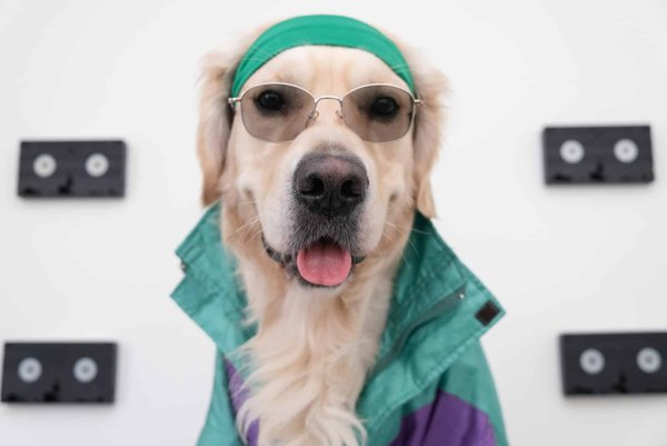 Boutique spécialisée pour un chien stylé